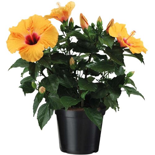 Plant in a Box Kitajska vrtnica - Hibiscus rosa-sinensis - Oranžna - Višina 40-50cm - ⌀17cm, (22058371) Cene