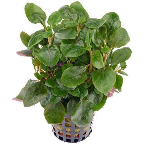 Rainforest Lobelia sp mini Cene