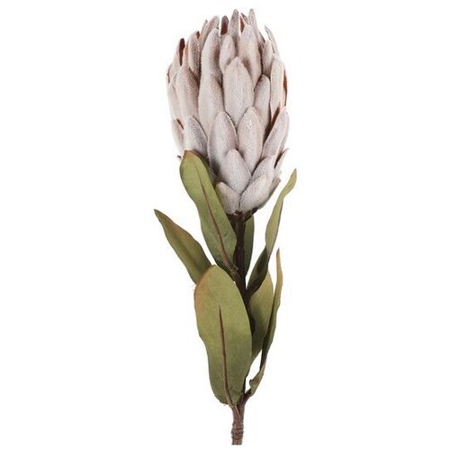  Cvet PROTEA 61cm 789508 - Pink - DCS Cene