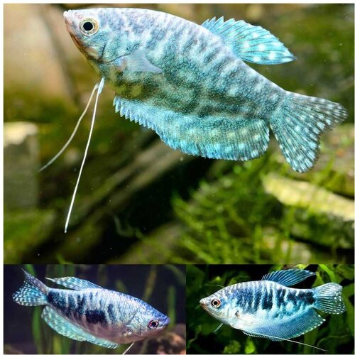 Akvarijum Centar trichopodus trichopterus Cene