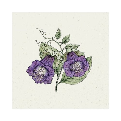 Jora Dahl Kobeja Cobaea Scandens "violett" Cene