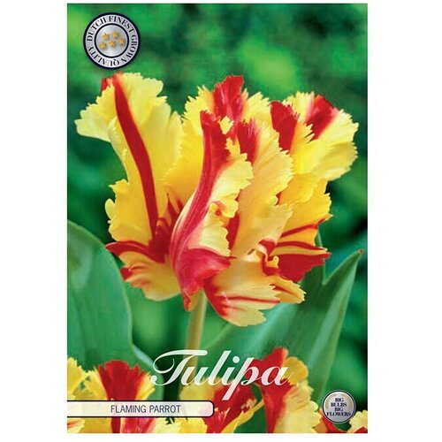  Cvjetne lukovice Tulipan Flaming Parrot (Crvena, Botanički opis: Tulipa) Cijene