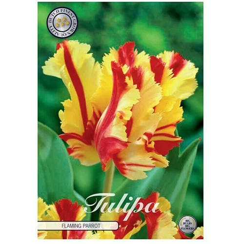  Cvjetne lukovice Tulipan Flaming Parrot (Crvena, Botanički opis: Tulipa)