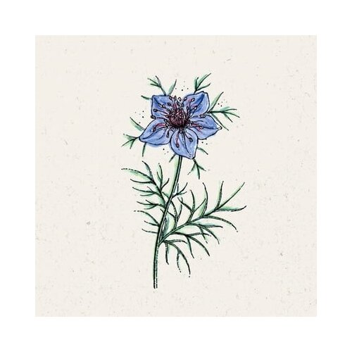 Jora Dahl Nigella hispanica "Midnight" - deklica v zelenem Cene