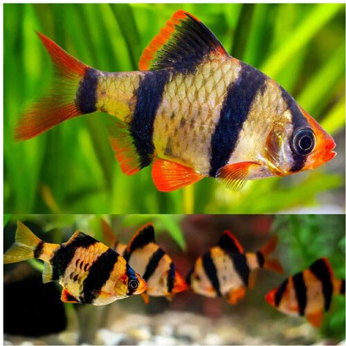 Akvarijum Centar Puntius tetrazona Cene