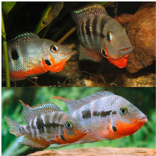 Akvarijum Centar Firemouth cichlids Cene