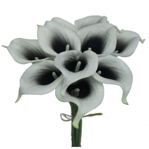 Royal De Ree Lukovica Kala - Calla Zantedeschia Picasso 2/1 Slike