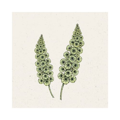 Jora Dahl Moluccella laevis - cvet školjke Cene