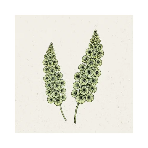 Jora Dahl Moluccella laevis - cvet školjke