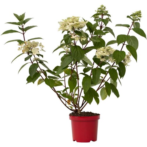 Plant in a Box hortenzija - hydrangea paniculata &amp;#039;wim&amp;#039;s red&amp;#039; - vi&amp;scaron;ina 25-40cm - ⌀19cm, (21757449) Slike