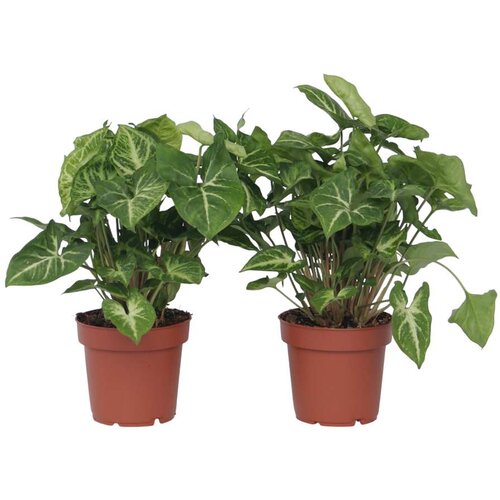 Plant in a Box trilistni singonij - 2 kos - syngonium podophyllum &amp;#039;pixie&amp;#039; - V25-40cm - ⌀12cm, (21758122) Slike
