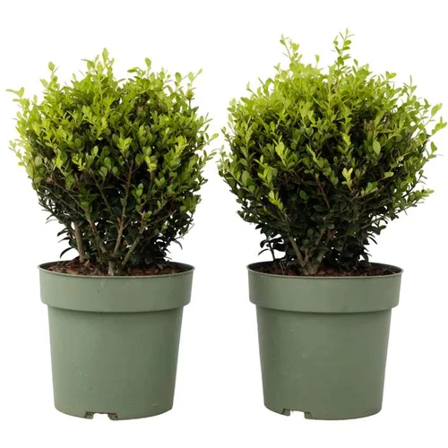 Plant in a Box Japonska bodika - Ilex crenata 'Jenny' - Višina 30-40cm - ⌀17cm, (21757332)