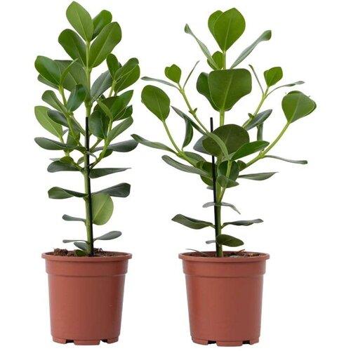 Plant in a Box balzam jabolko - 2 kos - clusia rosea 'princess' - višina 50-60cm - ⌀17cm, (21757940) Cene