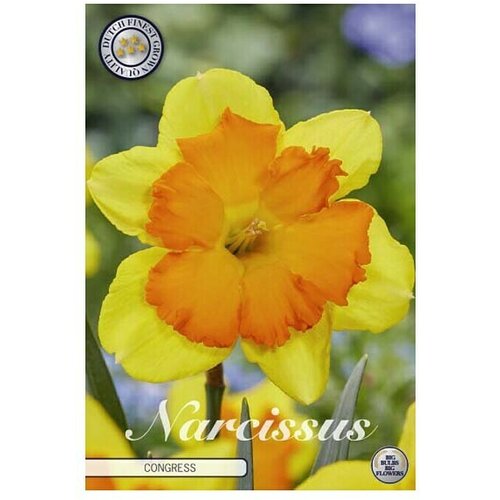  Cvjetne lukovice Narcisa Splitcrown Congress (Žuta, Botanički opis: Narcissus) Cijene