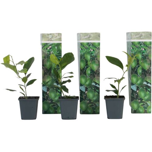 Plant in a Box Limonovo drevo - 3 kosi - Citrus limon - Višina 25-40cm - ⌀9cm, (21873214) Cene