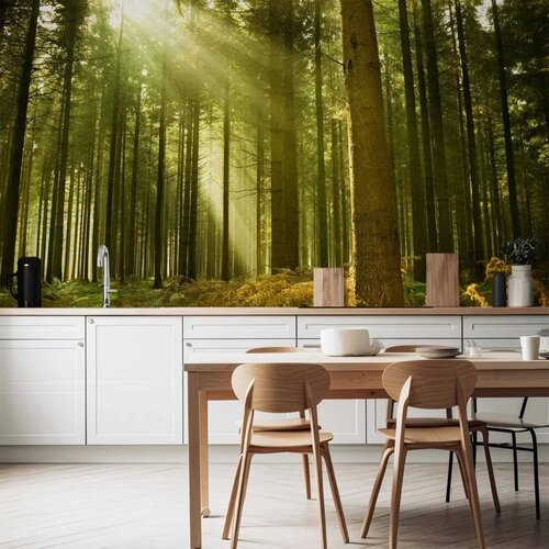  Foto tapeta - Pine forest – dense woodland in morning sunlight 300x210 Cene
