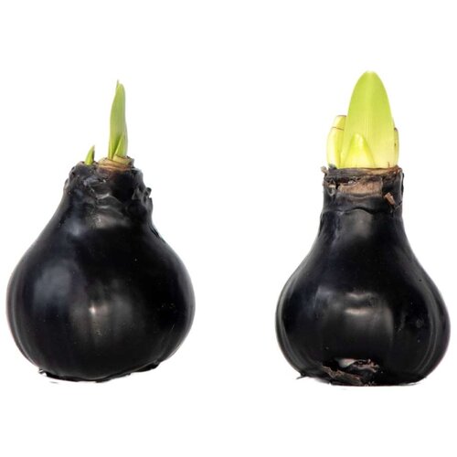 Plant in a Box Amarilis - hippeastrum 'Wax Black' - Cvetna čebulica - Rdeča, (21739787) Cene