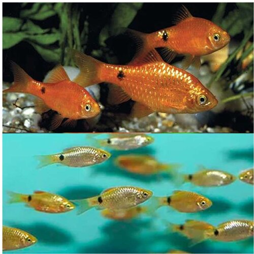 Akvarijum Centar Puntius conchonius Cene
