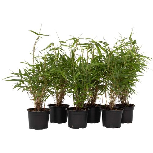 Plant in a Box bambus - 6 kos - fargesia rufa - višina 25-40cm - ⌀13cm, (21757300) Cene