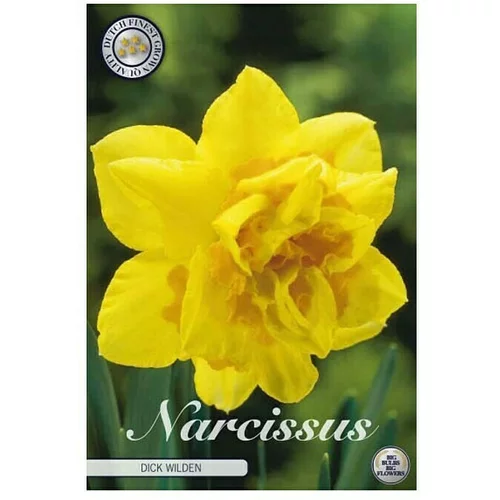 cvjetne lukovice Narcisa Double Dick Wilden (Žuta, Botanički opis: Narcissus)