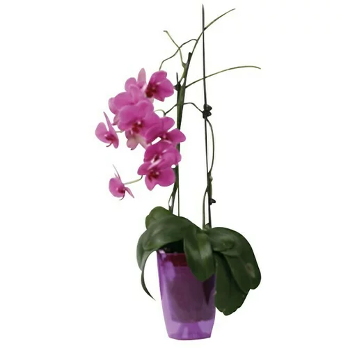  Tegla za orhideju (Plastika, Ljubičaste boje)
