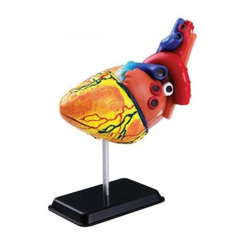 Pertini Toys Model ljudskog srca SK009 ( 5892 ) Slike