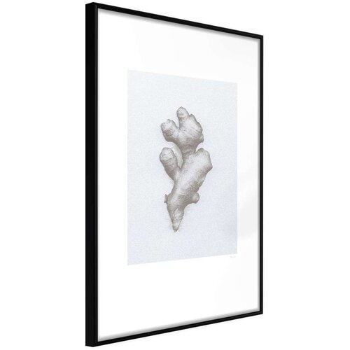  Poster - Ginger Rhizome 30x45 Cijene
