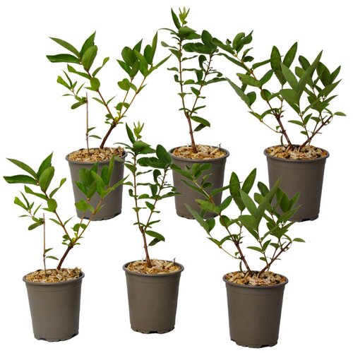 Plant in a Box sibirska borovnica - 6 kos - lonicera kamtchatica - višina 25-40cm - ⌀9cm, (21757528) Cene