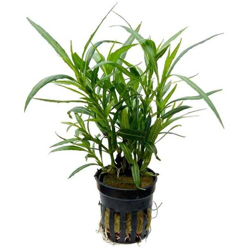 Rainforest Hygrophilia sallicifolia Cene