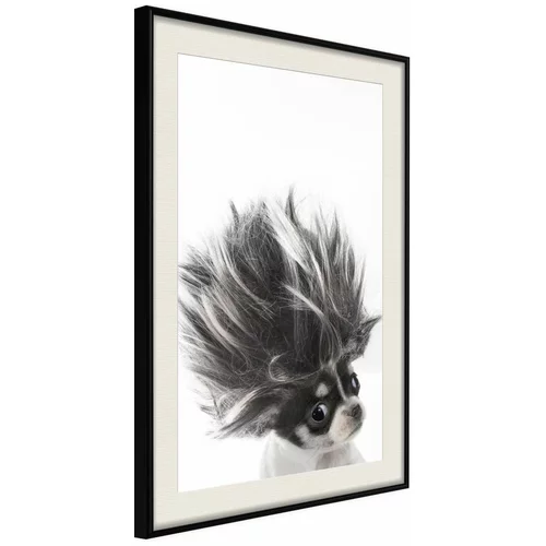  Poster - Funny Chihuahua 20x30