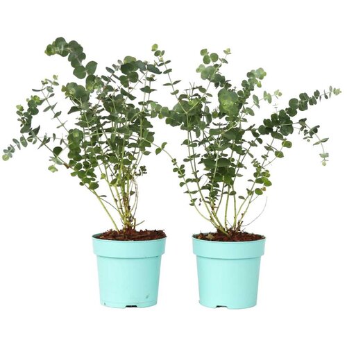 Plant in a Box evkalipt - 2 kos - eucalyptus pulverulenta 'baby blue' - višina 35-45cm - ⌀15cm, (21757530) Cene