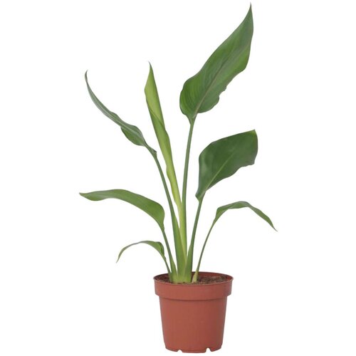 Plant in a Box kraljevska strelicija - strelitzia reginea - višina 25-40cm - ⌀9cm, (21758159) Cene