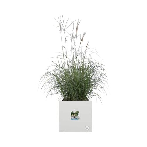 ELHO Korito za rastline vivo next quadrat - 30 cm - Bela Slike