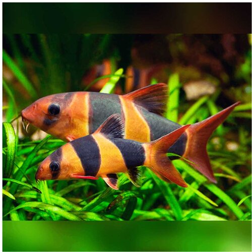 Akvarijum Centar Chromobotia macracanthus - Botia makrakanta Cene