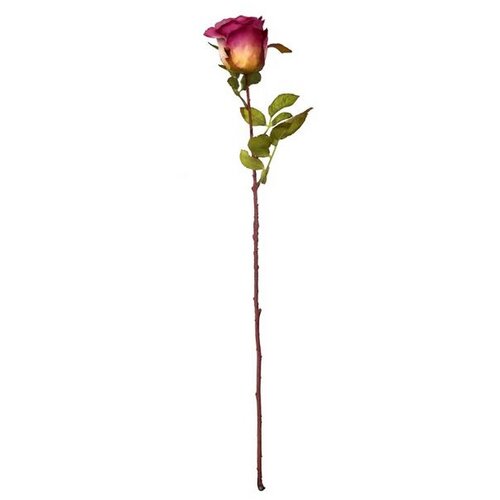  Rezano cvijeće ruža premium, 58 cm Cijene