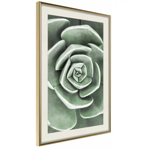  Poster - Robust Plant 30x45