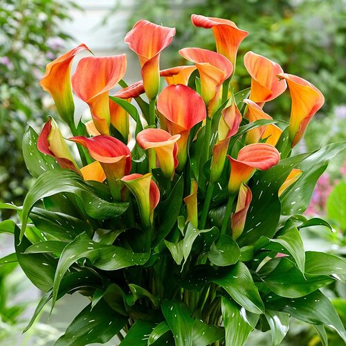 Royal De Ree Lukovica Kala - Calla Sunset Passion 2/1 Cene