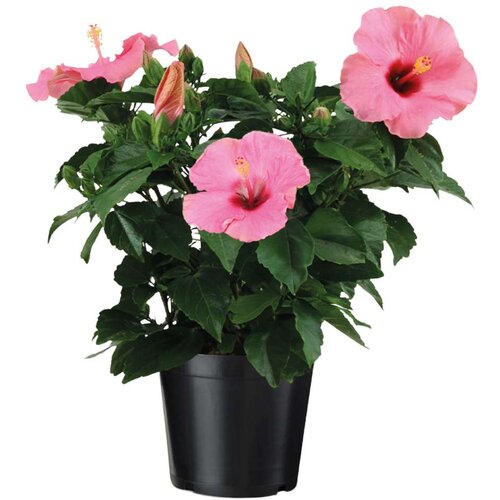 Plant in a Box Kitajska vrtnica - Hibiscus rosa-sinensis - Rožnata - Višina 40-50cm - ⌀17cm, (22058366) Cene