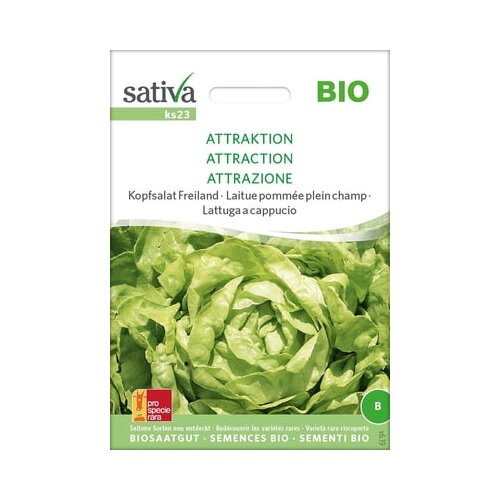 Sativa Glavnata solata &amp;quot;Attraktion&amp;quot; Slike