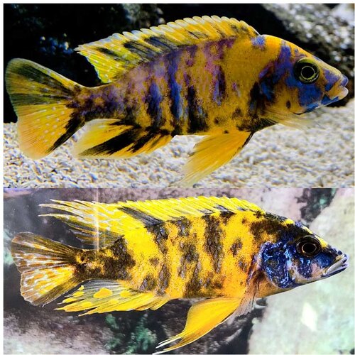 Akvarijum Centar yellow ob peacock Cene