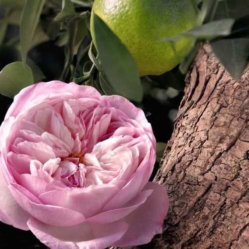 Chlo&amp;eacute; Rose Naturelle Intense parfemska voda 30 ml za žene Slike