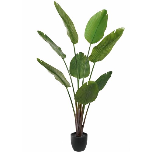 Lilium dekorativno stablo sobne banane 160cm 567261 Cene