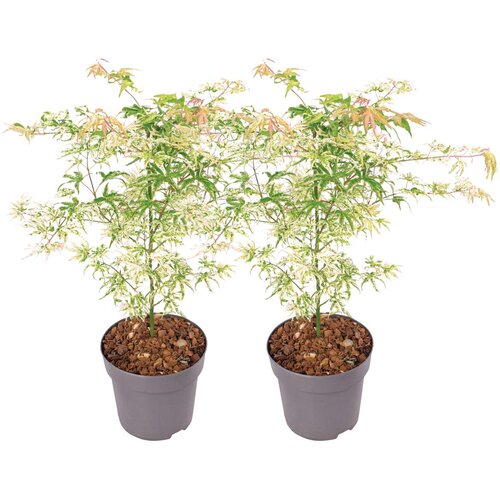 Plant in a Box japonski javor - 2 kos - acer palmatum 'ukigumo' - višina 50-60cm - ⌀19cm, (21757704) Cene