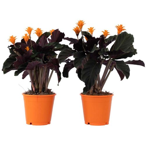 Plant in a Box kalateja - 2 kos - calathea crocata 'tassmania' - višina 40-50cm - ⌀14cm, (21758039) Cene