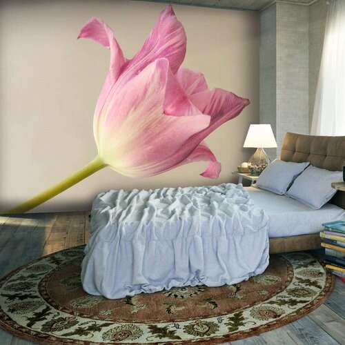  Tapeta - Pink tulip 300x231 Slike
