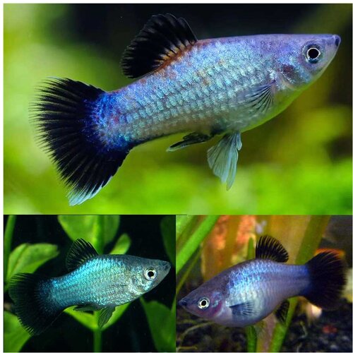 Akvarijum Centar Blue wagtail platy Slike