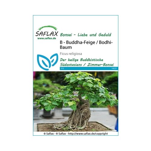 Saflax Bonsai - sveti figovec Cene
