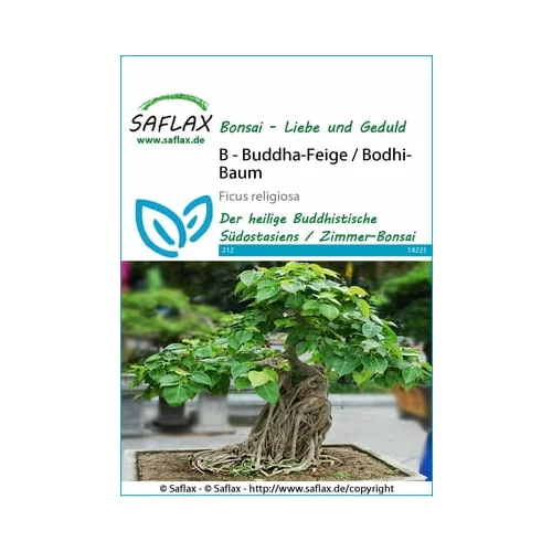 Saflax Bonsai - sveti figovec