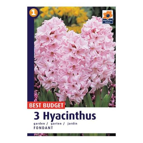 Royal De Ree hyacinthus fondant 3/1 Cene
