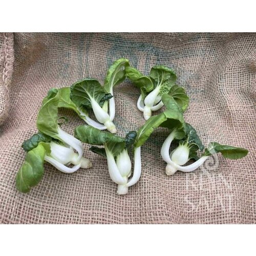 ReinSaat Mini Bok Choi - 1 pkt. Cene